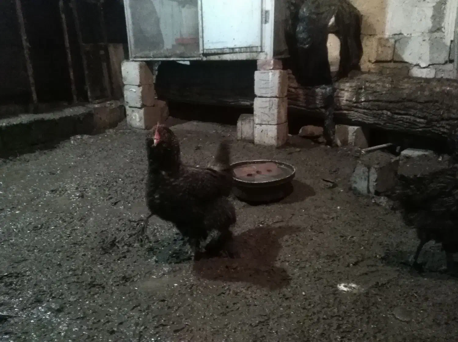 مرغ وخروس مرندی|حراج|اسکو, |دیوار