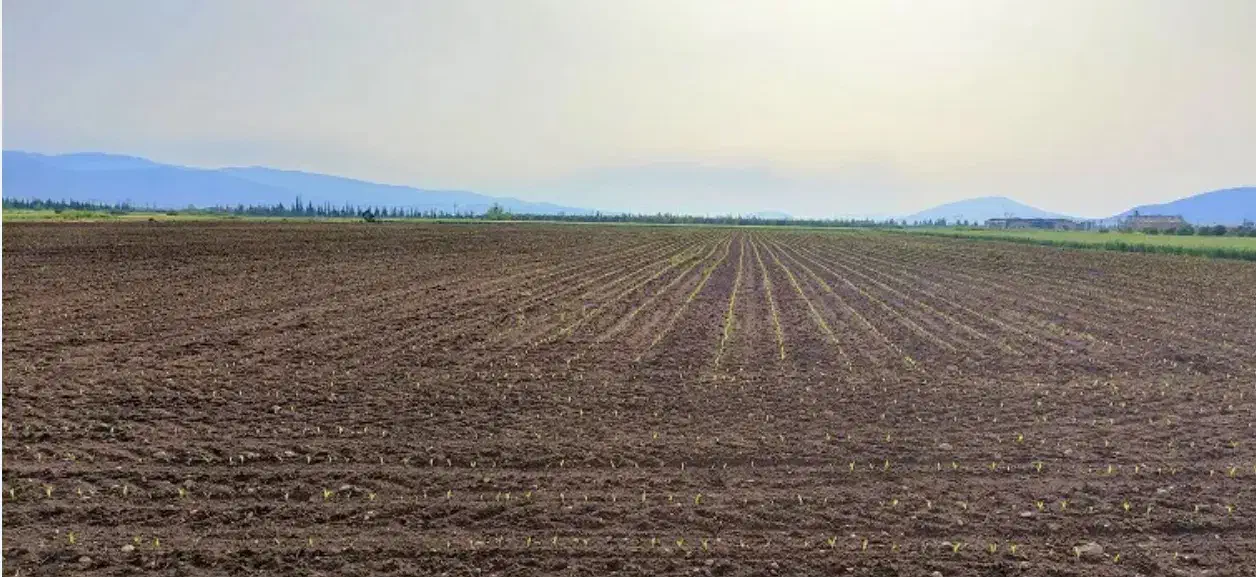 زمین|فروش دفتر صنعتی، کشاورزی، تجاری|جوادآباد, |دیوار