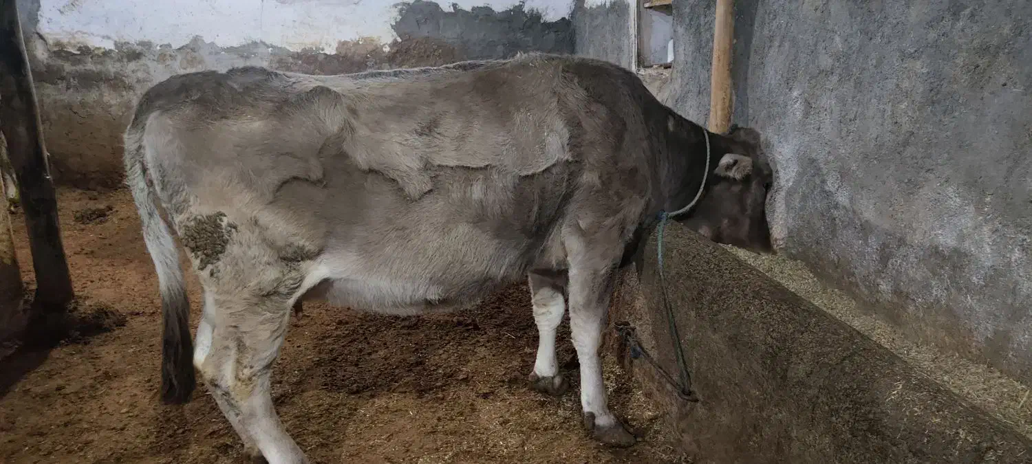 دوتا گاو ابستن|حیوانات مزرعه|لاجان, |دیوار