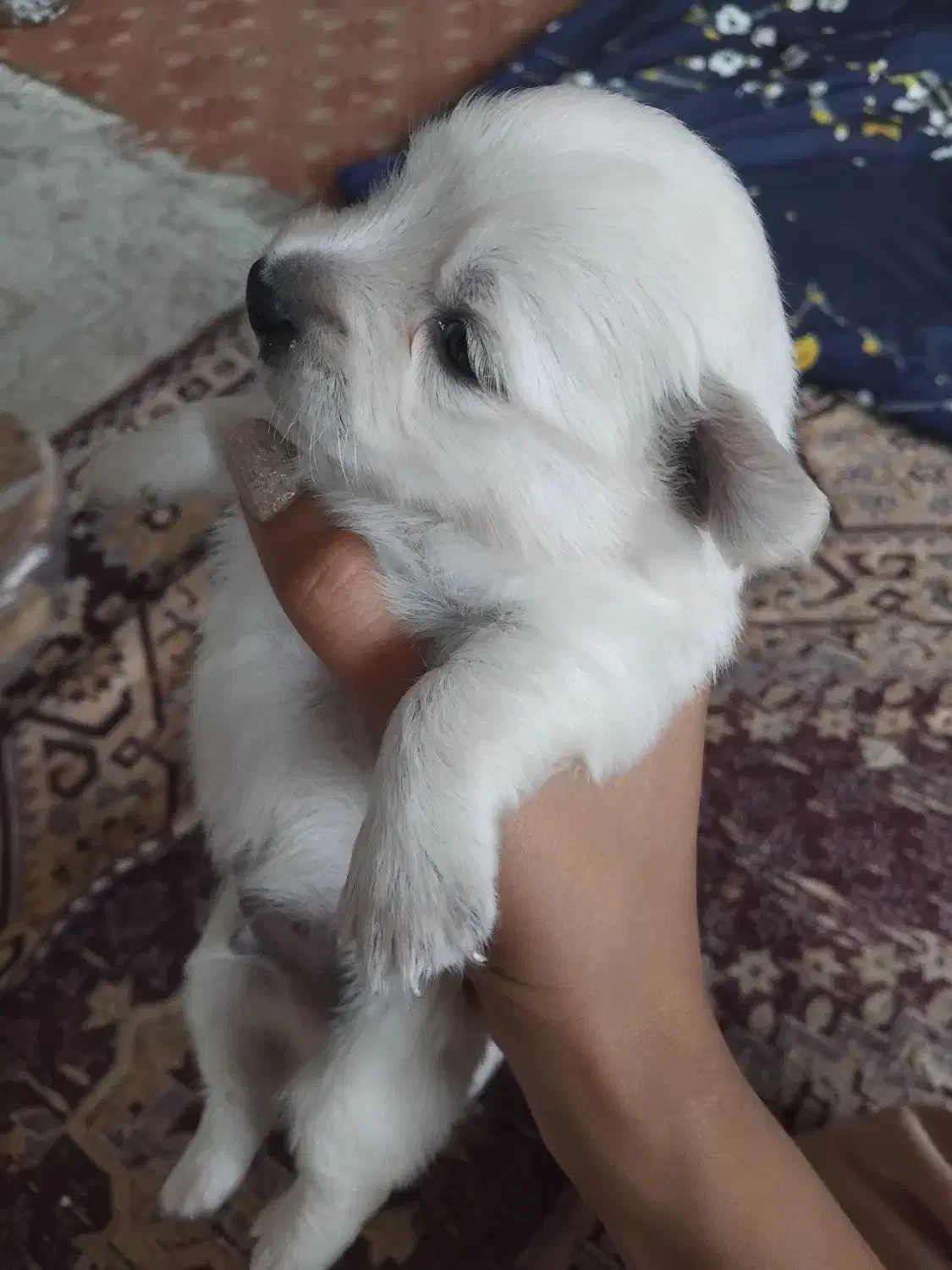 واگذاری توله سگ شیتزو سوپر فلت|سگ|قرچک, مهدیه|دیوار