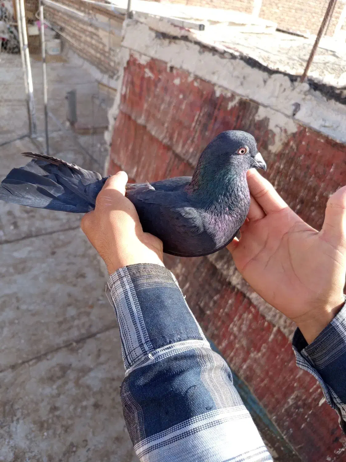 کبوتر و مرغ عشق رینبو|حراج|زاهدان, |دیوار