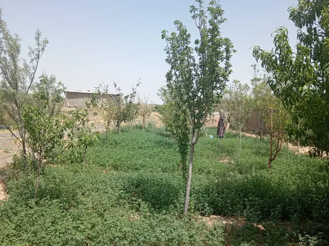 گاوداری 25 راسی 3500متری سند ششدانگ|فروش دفتر صنعتی، کشاورزی، تجاری|نیشابور, دربقاضی|دیوار