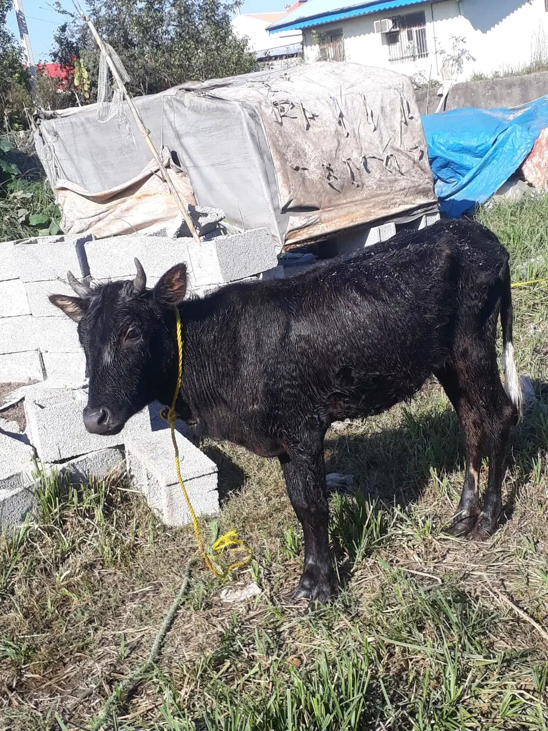 لیشه چالوسی اصیل   گاو ورزا|حیوانات مزرعه|رشت, حومه رشت|دیوار