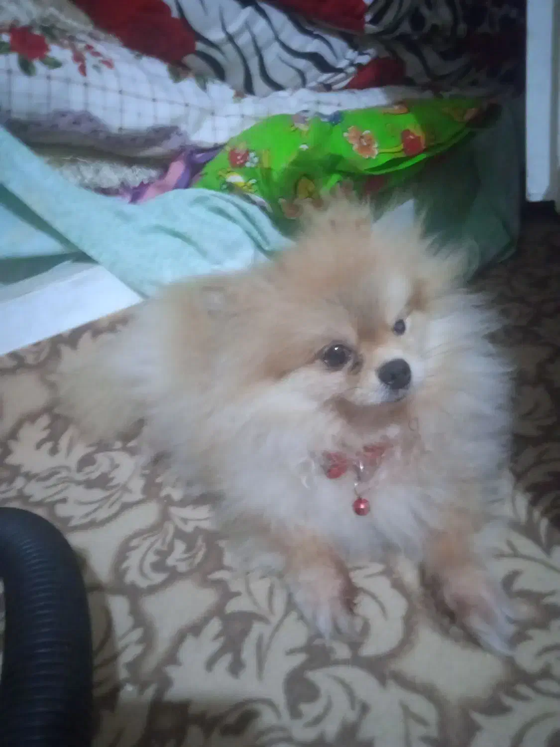 پامرین عروسکی بسیار زیبا|سگ|رشت, کوی حسینی|دیوار