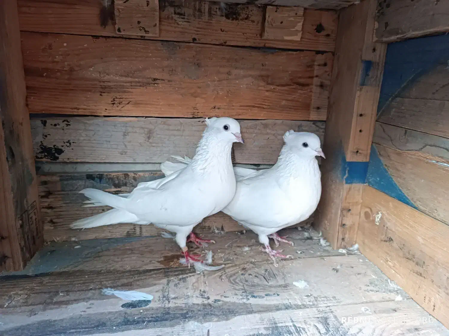 کبوتر پرشی|پرنده|بندرعباس, |دیوار