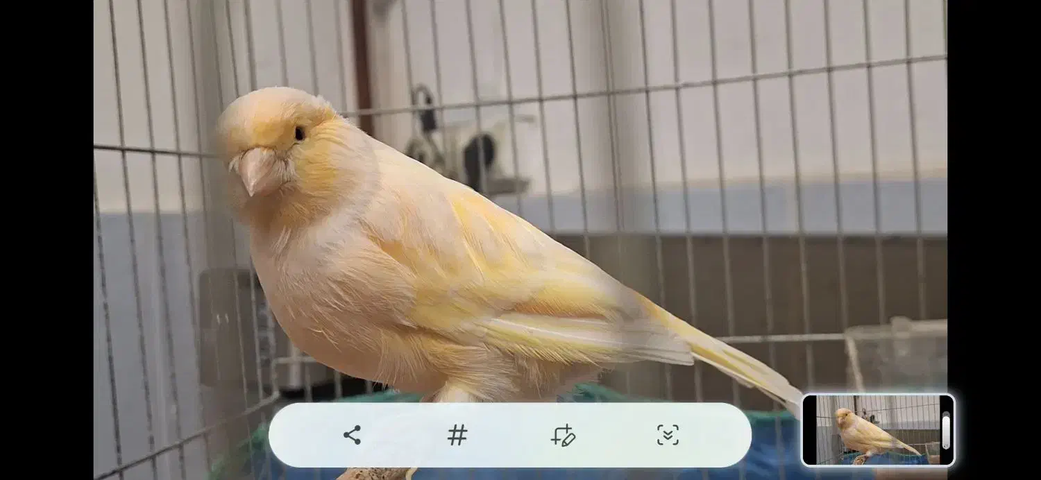 قناری ماده ردفاکتور|پرنده|رشت, شهرک آیت الله منتظری|دیوار