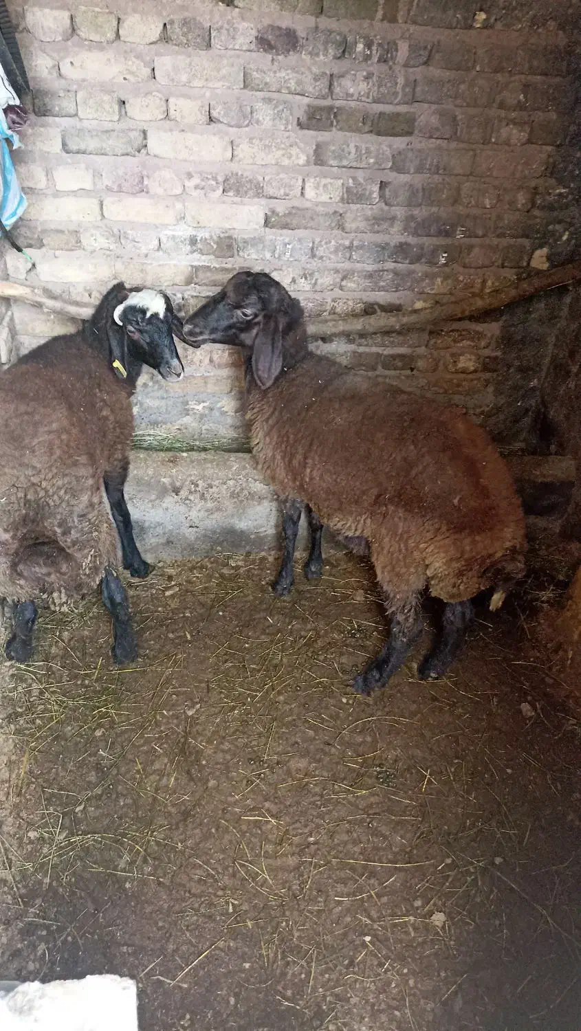 گوسفند|حیوانات مزرعه|خوی, |دیوار