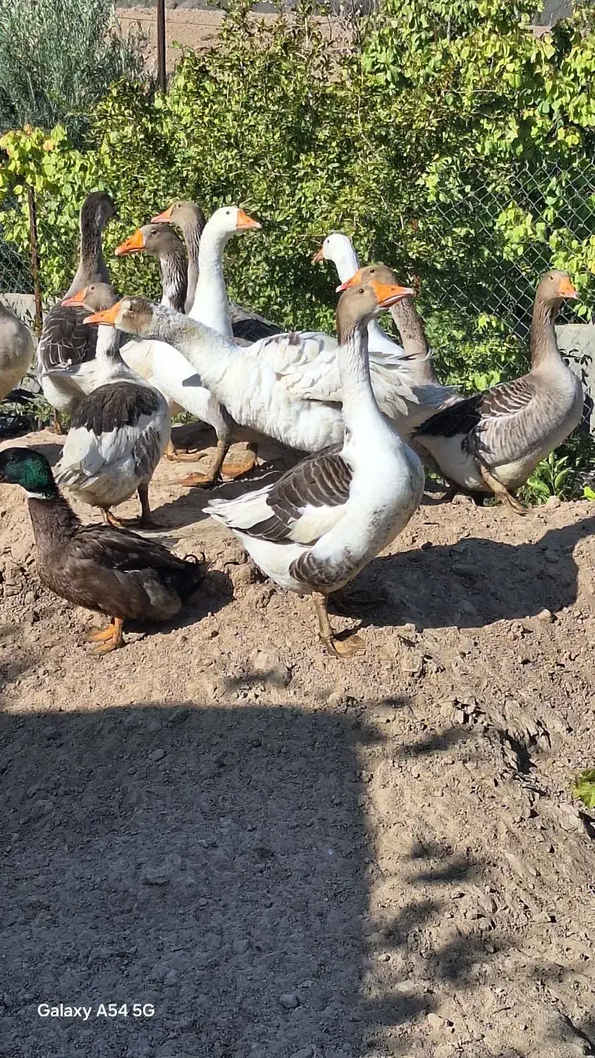 جوجه غاز ۷ماهه|حیوانات مزرعه|طبس, |دیوار