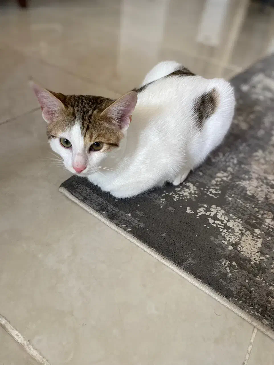 واگذاری رایگان گربه|گربه|چمران, |دیوار