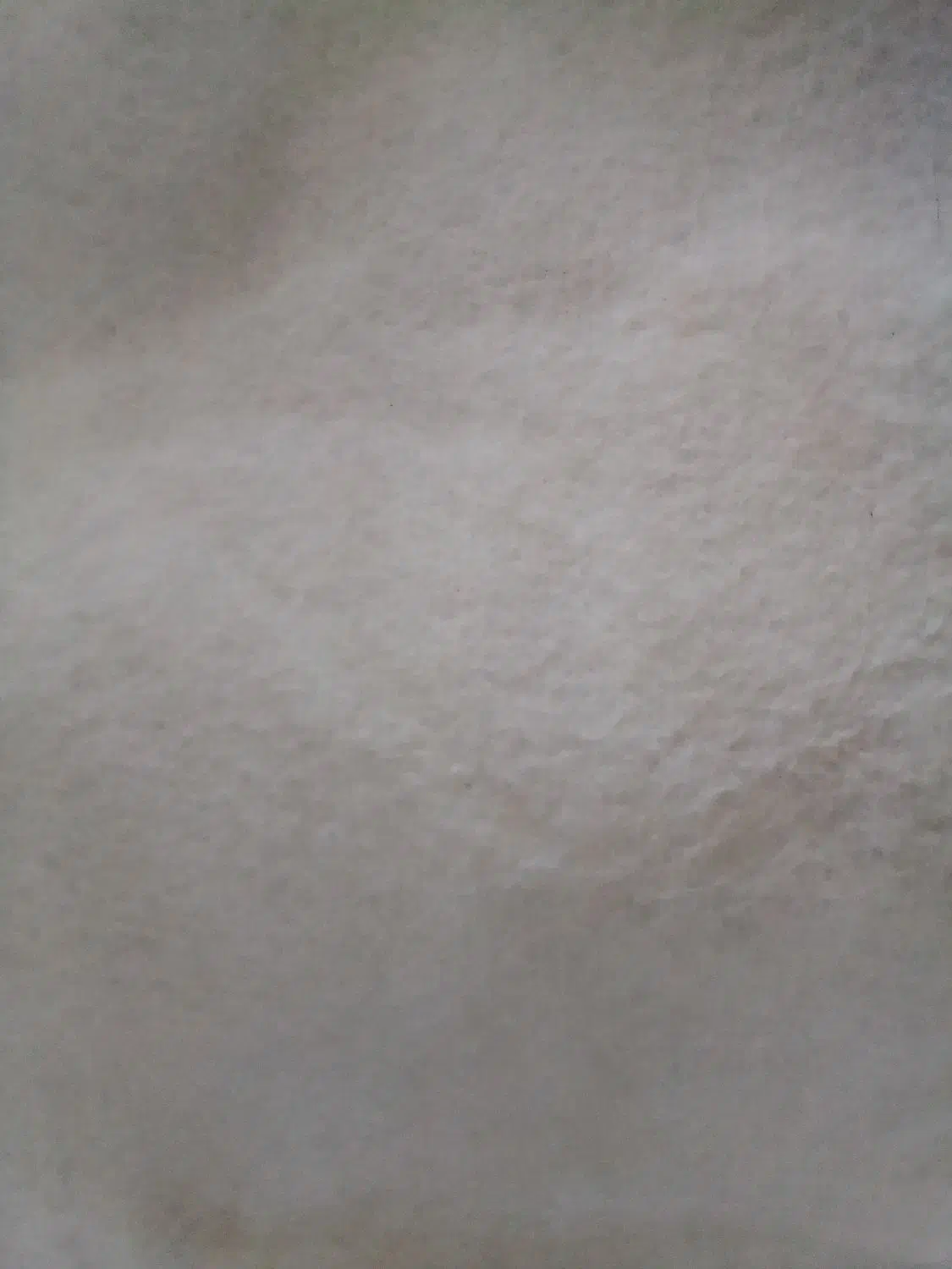 پالاز موکت|موکت|میاندوآب, |دیوار