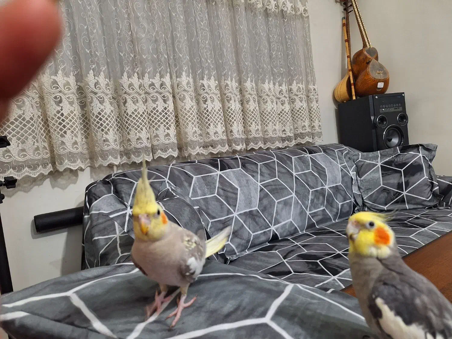 عروس هلندی|پرنده|تهران, کاج|دیوار