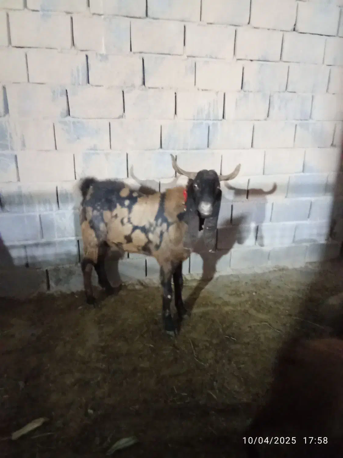 نر بز|حیوانات مزرعه|کهریزک, |دیوار