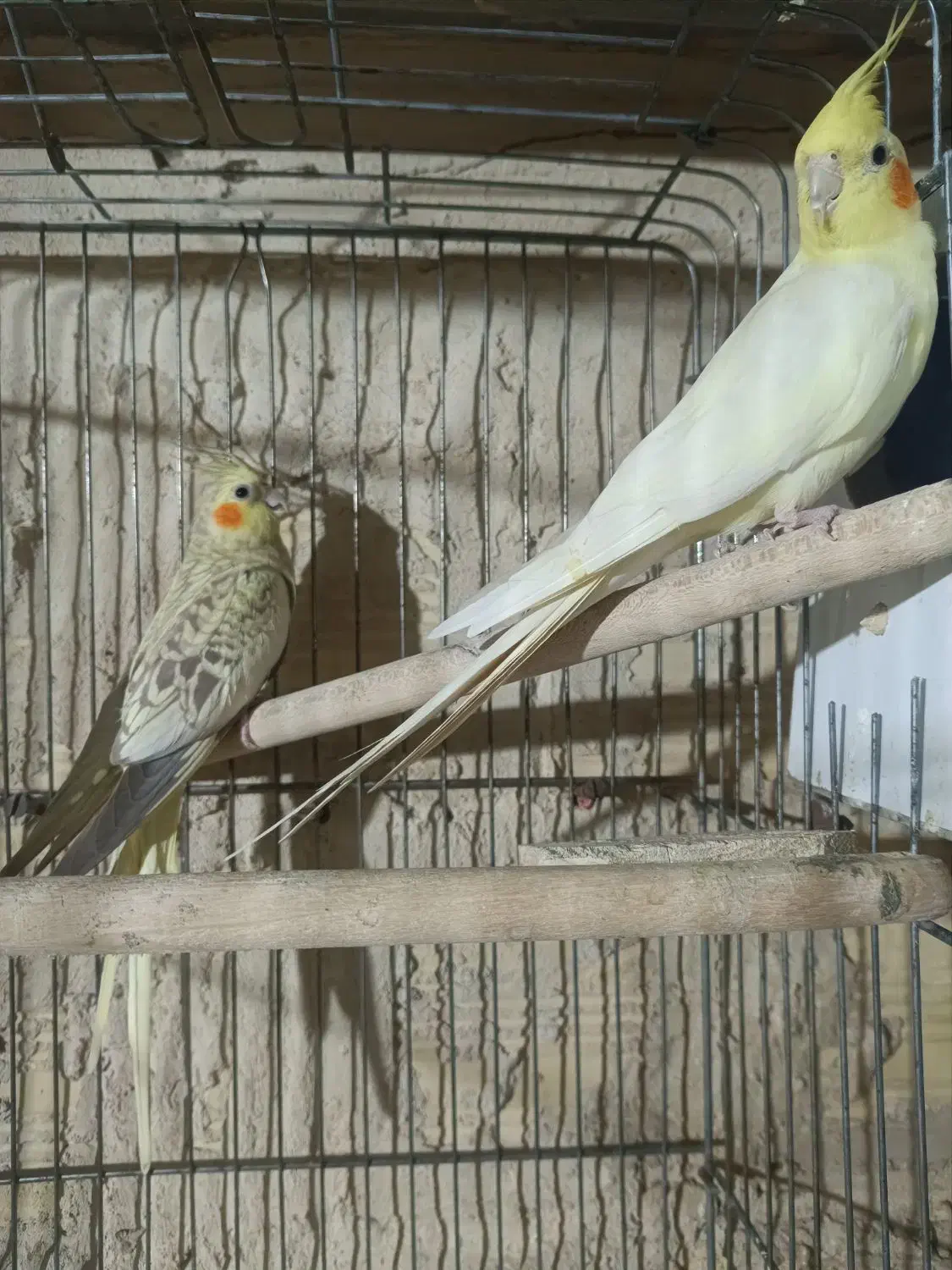 عروس هلندی نر و ماده جفت|پرنده|رباطکریم, آدران|دیوار