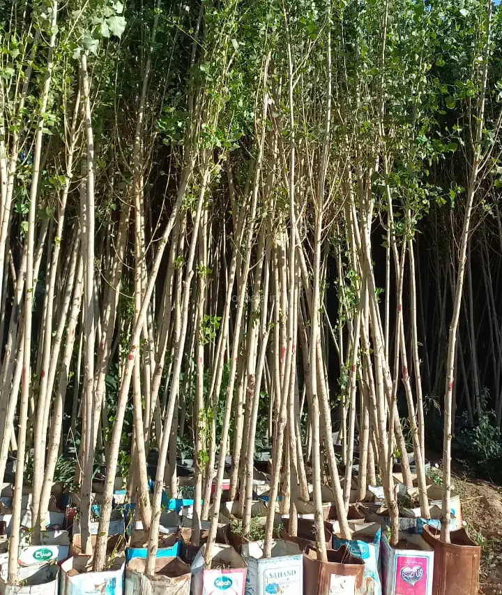 درخت نهال|خدمات باغبانی و درختکاری|نیشابور, فضل|دیوار