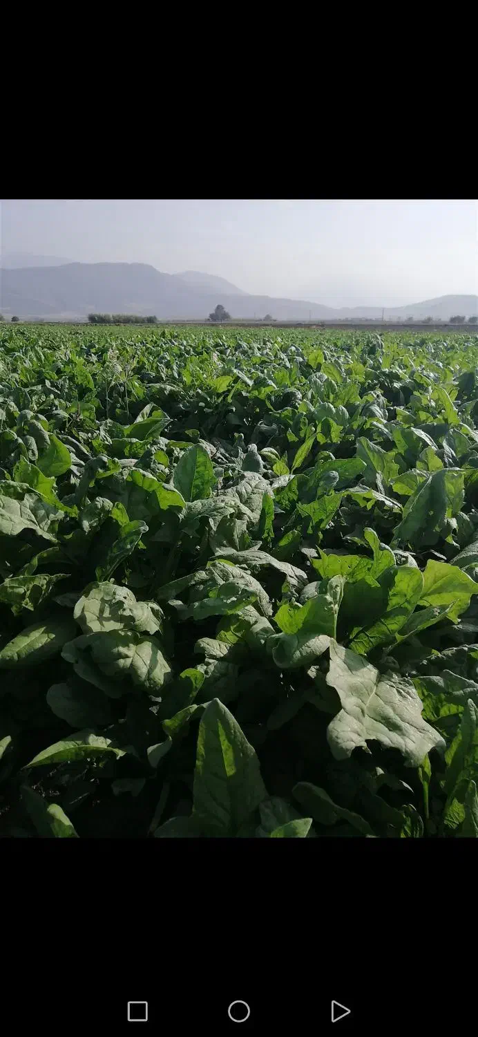 اسفناج|گل و گیاه طبیعی|مینودشت, |دیوار