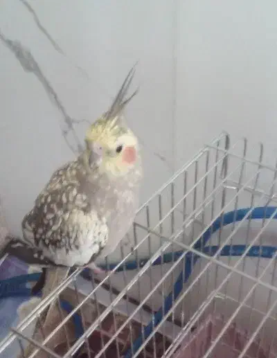 عروس هلندی|پرنده|سیرجان, |دیوار