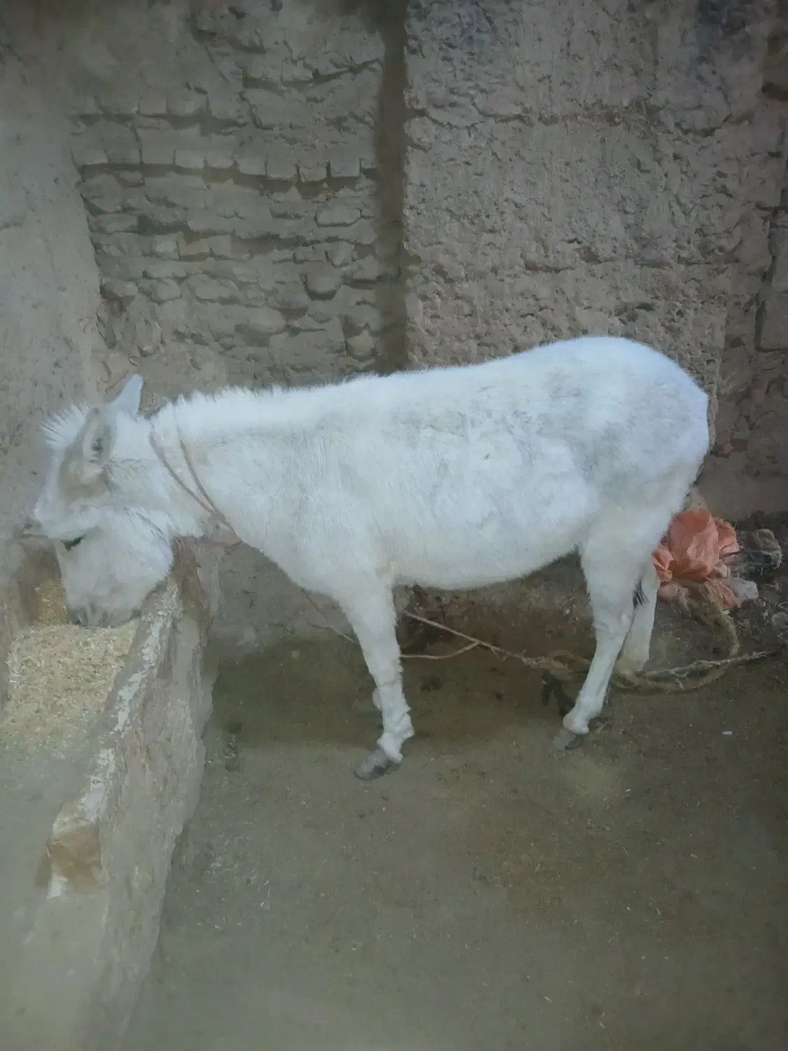 الاغ ماده|حیوانات مزرعه|مشهد, فردوسی|دیوار