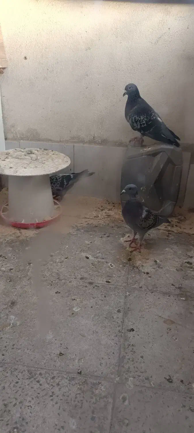 پلاکی|پرنده|محمدشهر, هزار واحدی|دیوار