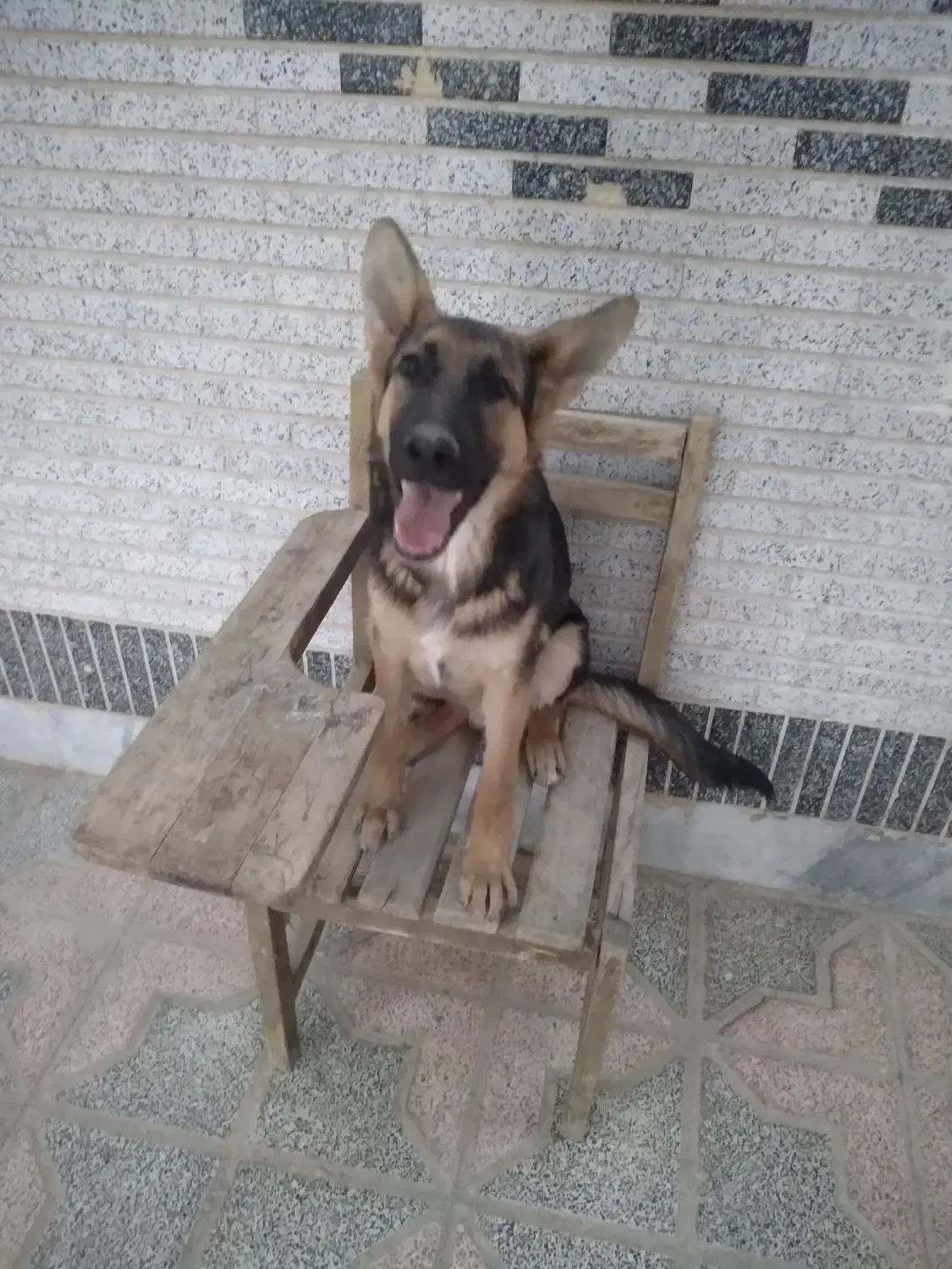 سگ اصیل ژرمن|سگ|شاهینشهر, گرگاب|دیوار