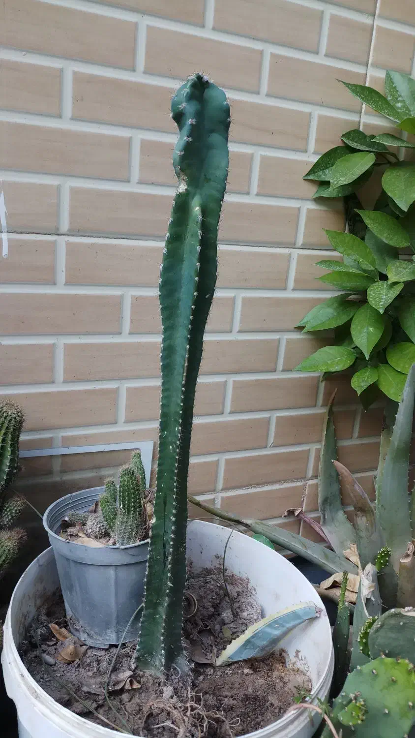 کاکتوس|گل و گیاه طبیعی|بندر گناوه, |دیوار