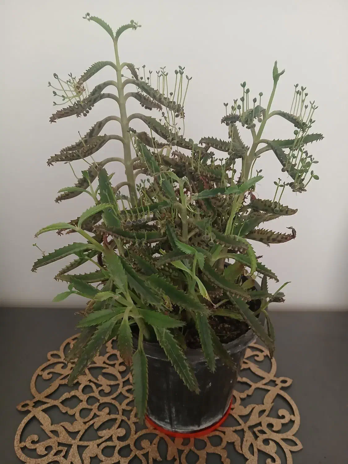 گل طبیعی 5 هزارتومن|گل و گیاه طبیعی|تهران, ابوذر|دیوار