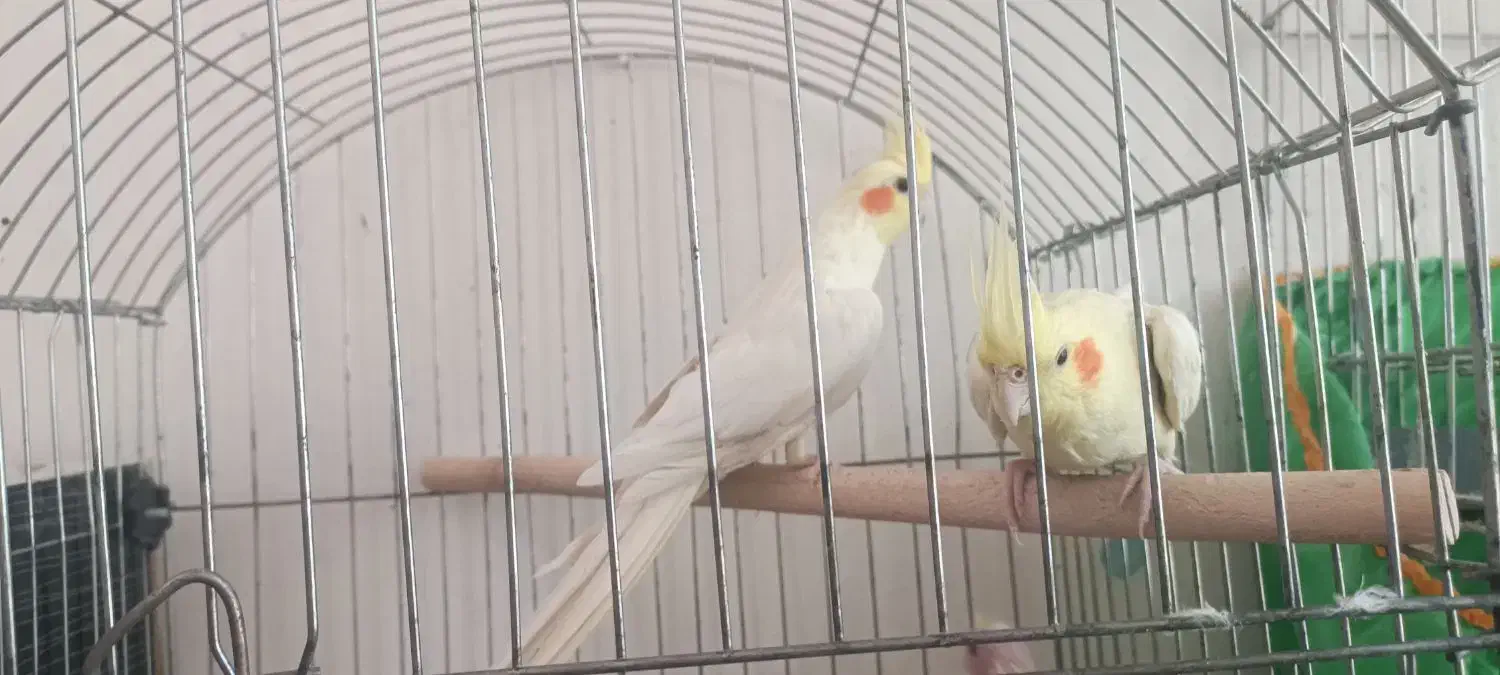 عروس هلندی لوتینو مولد با دو تا جوجه|پرنده|شیراز, شهرک جماران|دیوار