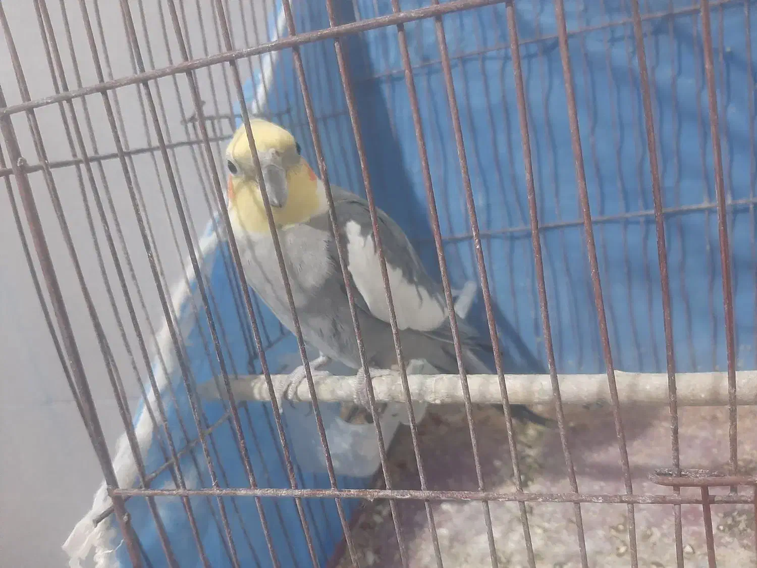 پرنده|پرنده|رومشکان, |دیوار