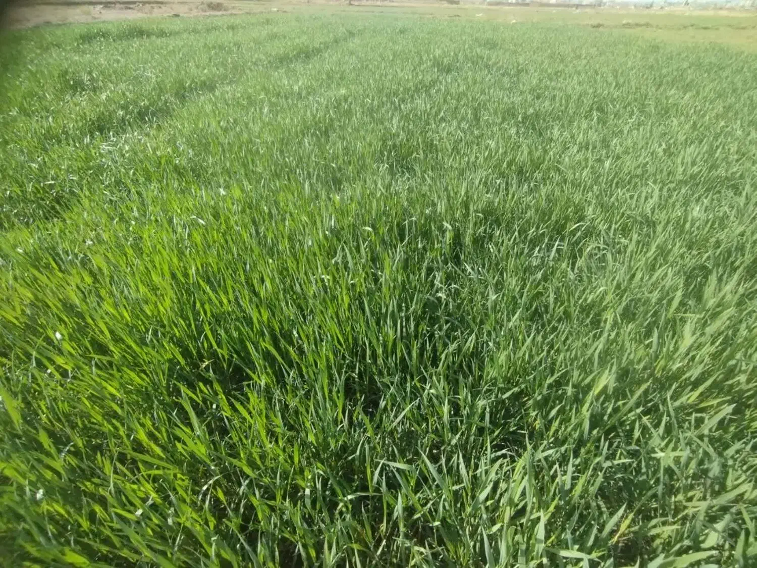 تیج گندم|گل و گیاه طبیعی|گناباد, |دیوار