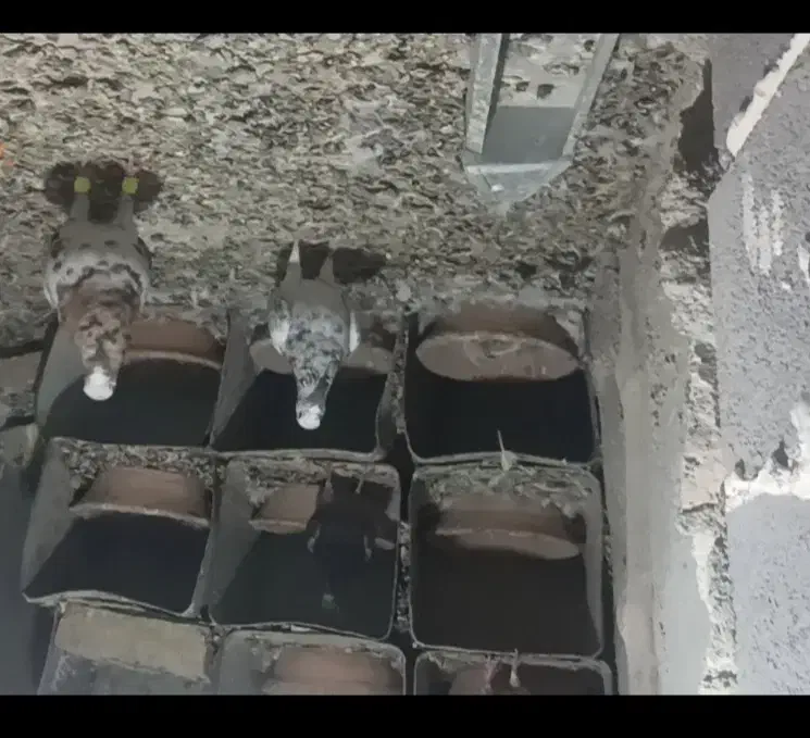 کبوتر|پرنده|صالح آباد, |دیوار