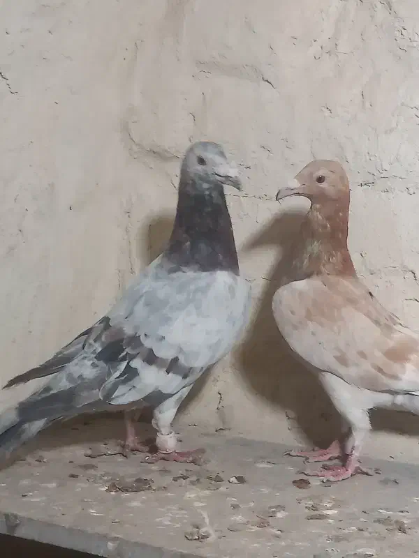 جفت نر سار سبز ماده سار زرد|پرنده|بیرجند, |دیوار