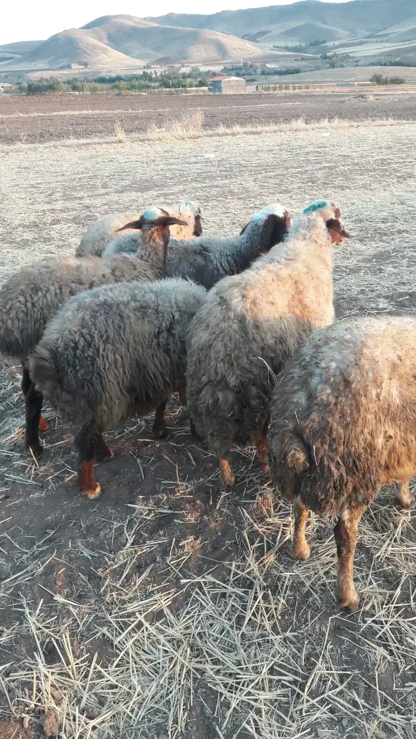 گوسفند|حیوانات مزرعه|سنندج, |دیوار