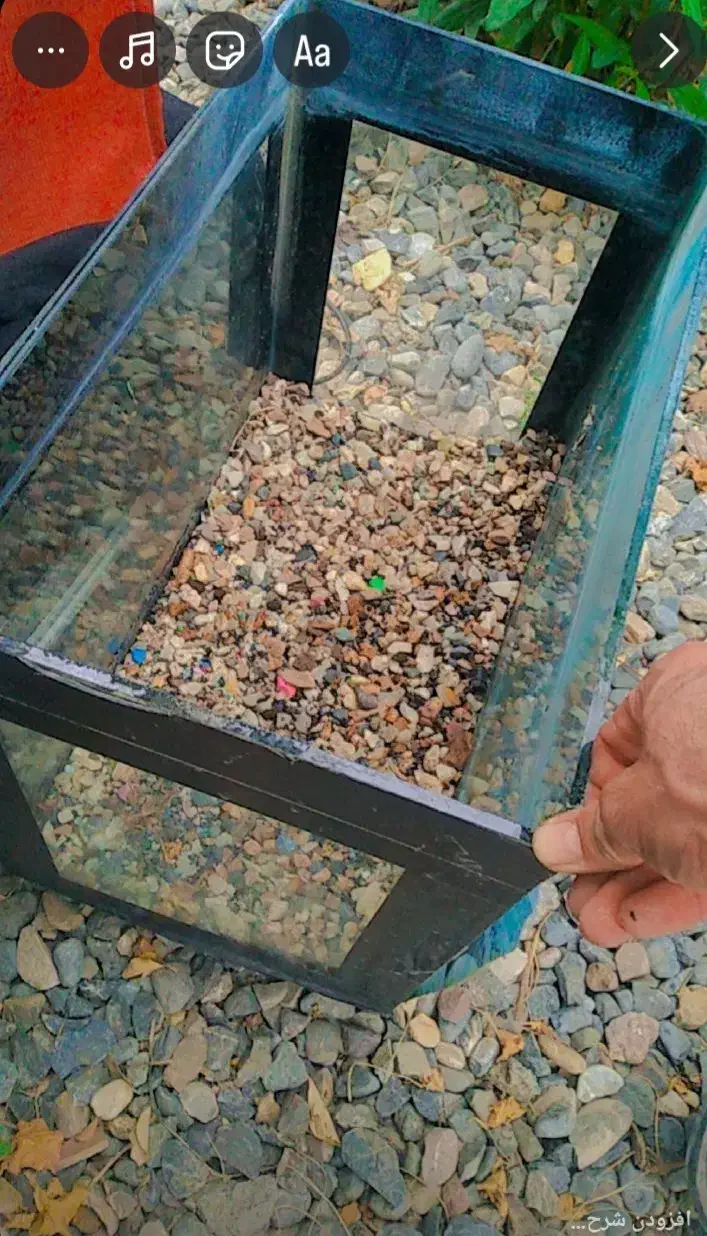 اکواریوم|ماهی|آق قلا, |دیوار