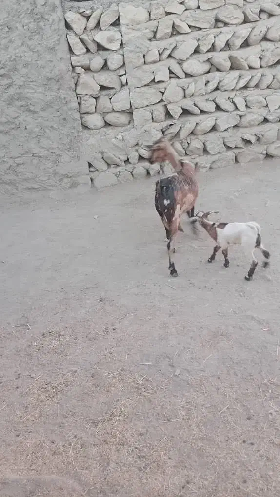 بز دو کهر|حیوانات مزرعه|رویدر, |دیوار