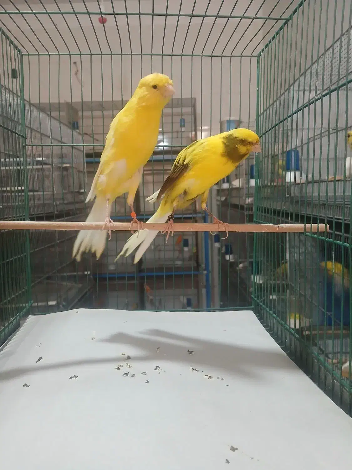 تعدادی قناری بلند رسمی پلاک دار حدود ۲۲جفت|پرنده|قنوات, |دیوار