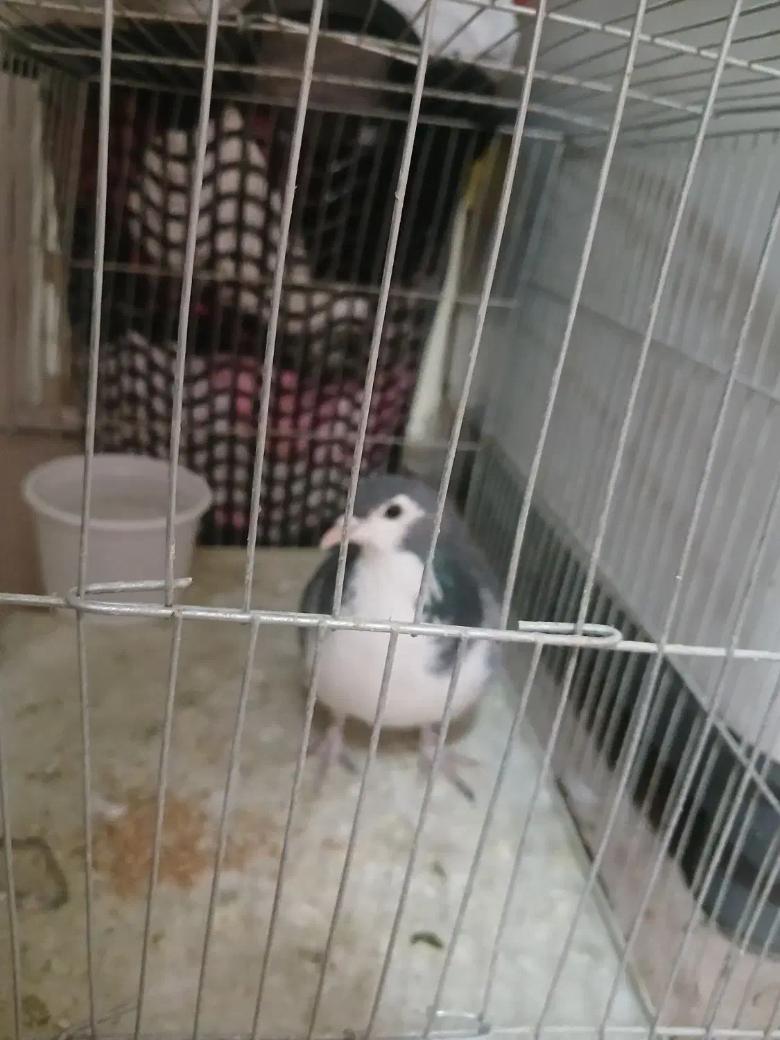 فروش کبوتر|پرنده|برخوار, |دیوار