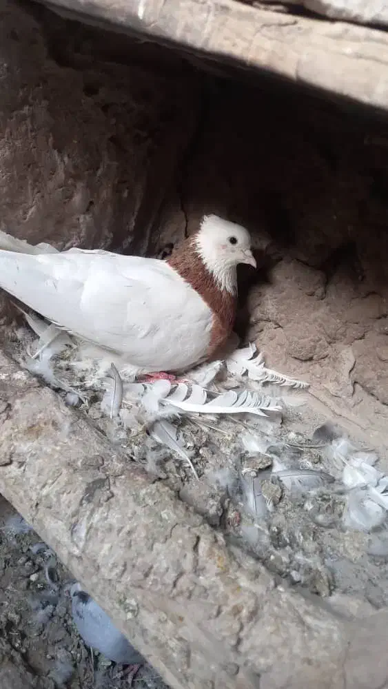 کبوتر طوقی|پرنده|باشتین, |دیوار