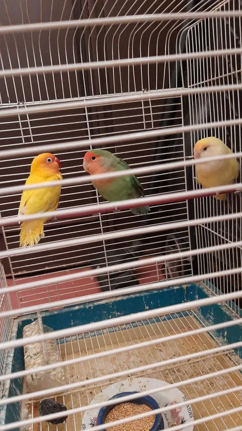 طوطی برزیلی|پرنده|آبیک, |دیوار