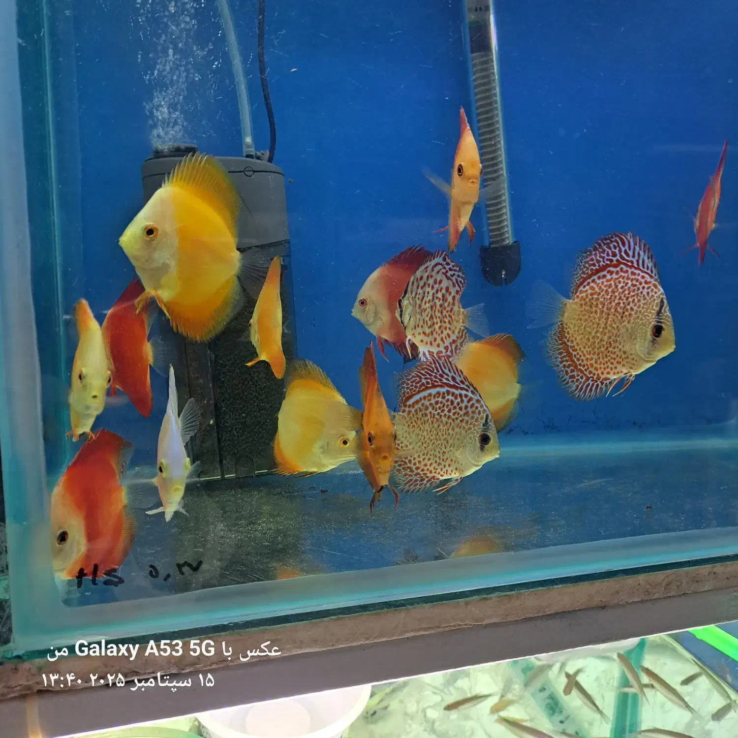 گوپی فایتر دیسکس آنجل آکواریوم  گیاهخوار  گوشتخوار|ماهی|اردبیل, |دیوار