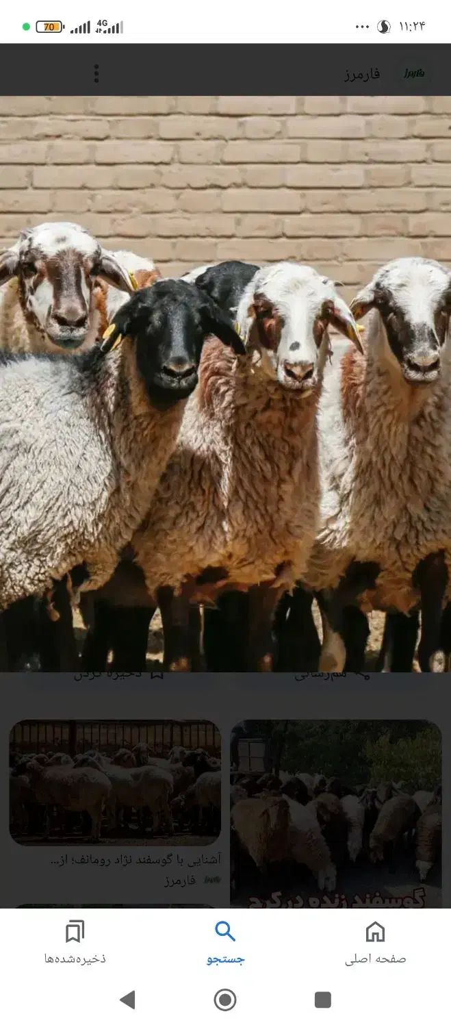 قصاب|خدمات پیشه و مهارت|زابل, |دیوار