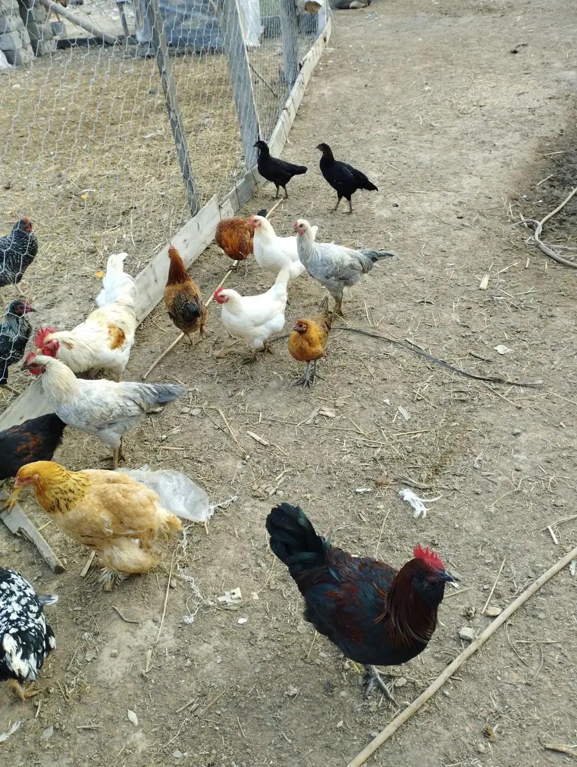 مرغ و خروس|حیوانات مزرعه|گمیشان, |دیوار