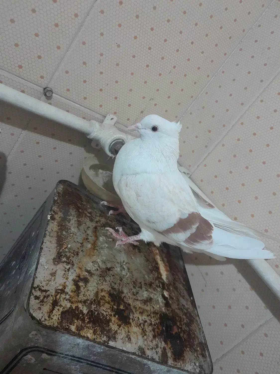 کبوتر ماده نباتی|پرنده|سیلاخور, |دیوار