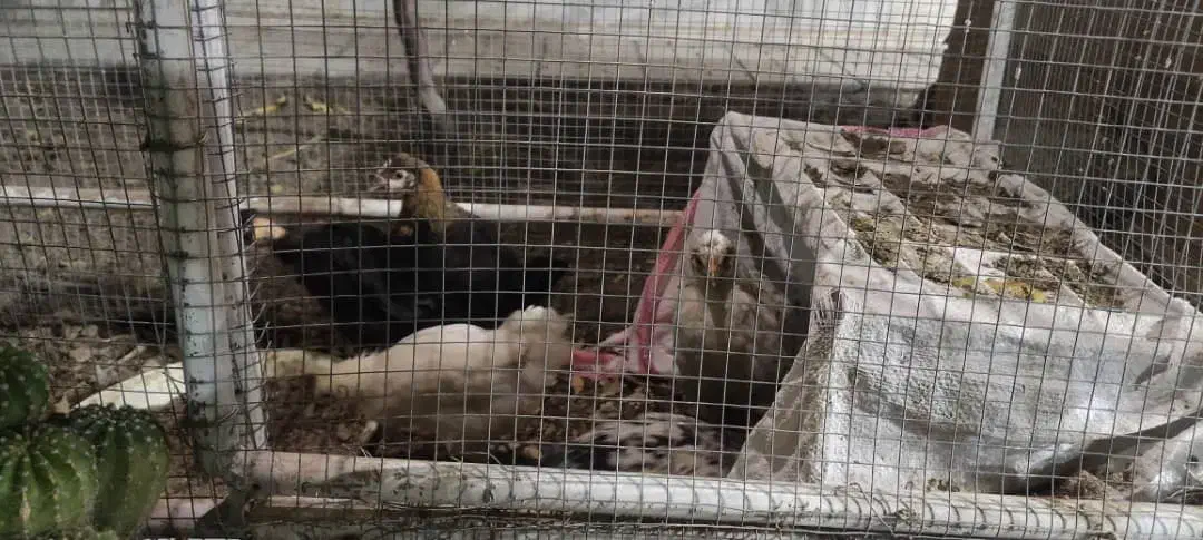 جوجه مرغ محلی|حیوانات مزرعه|سبزوار, ابوریحان|دیوار