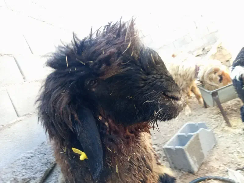 کووه تخمی|حیوانات مزرعه|اندیکا, |دیوار