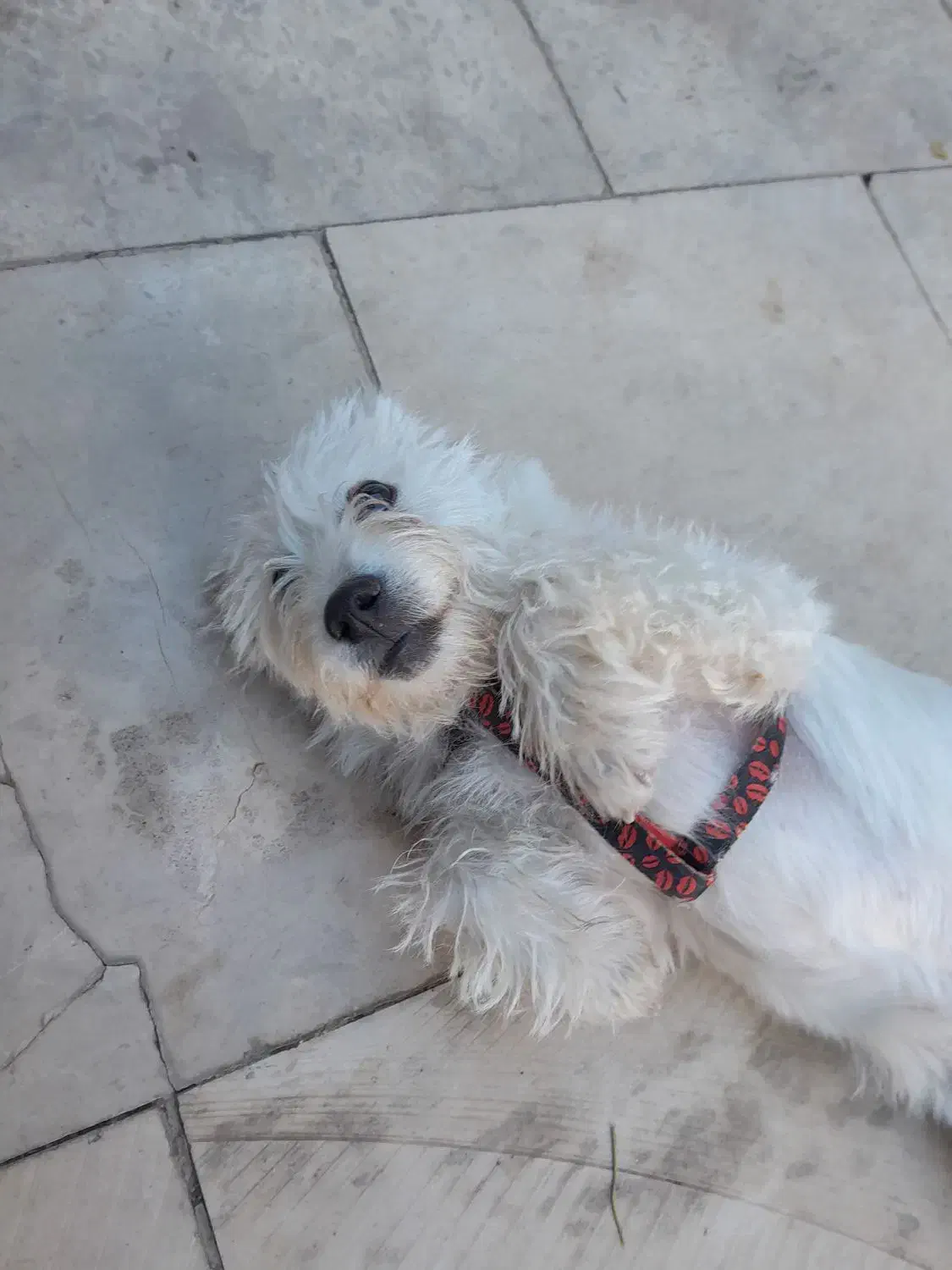 سگ شیتزو|سگ|خرم‌آباد, |دیوار