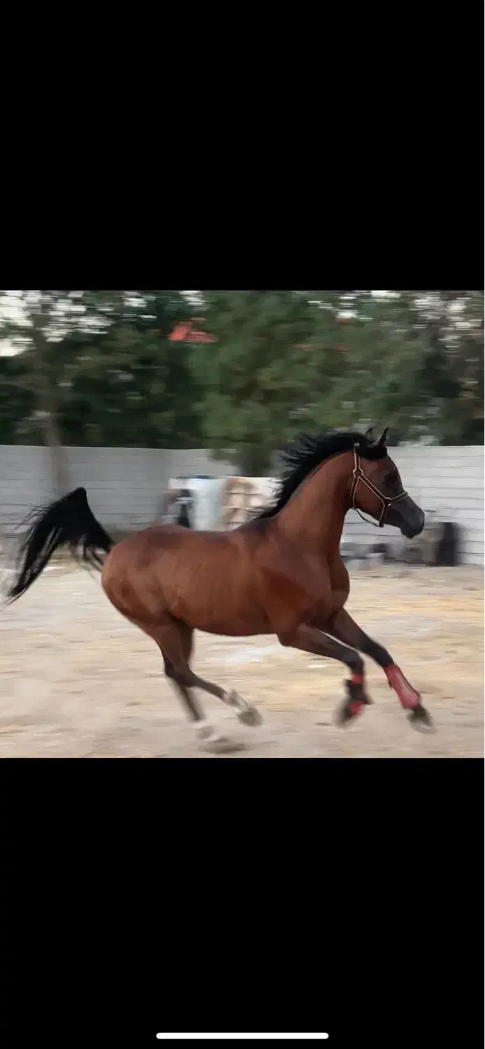 اسب عرب ۲ سر نریان|اسب و تجهیزات اسبسواری|تبریز, |دیوار