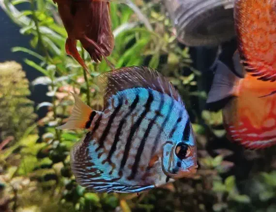 ماهی دیسکس|ماهی|مشهد, ایثار|دیوار