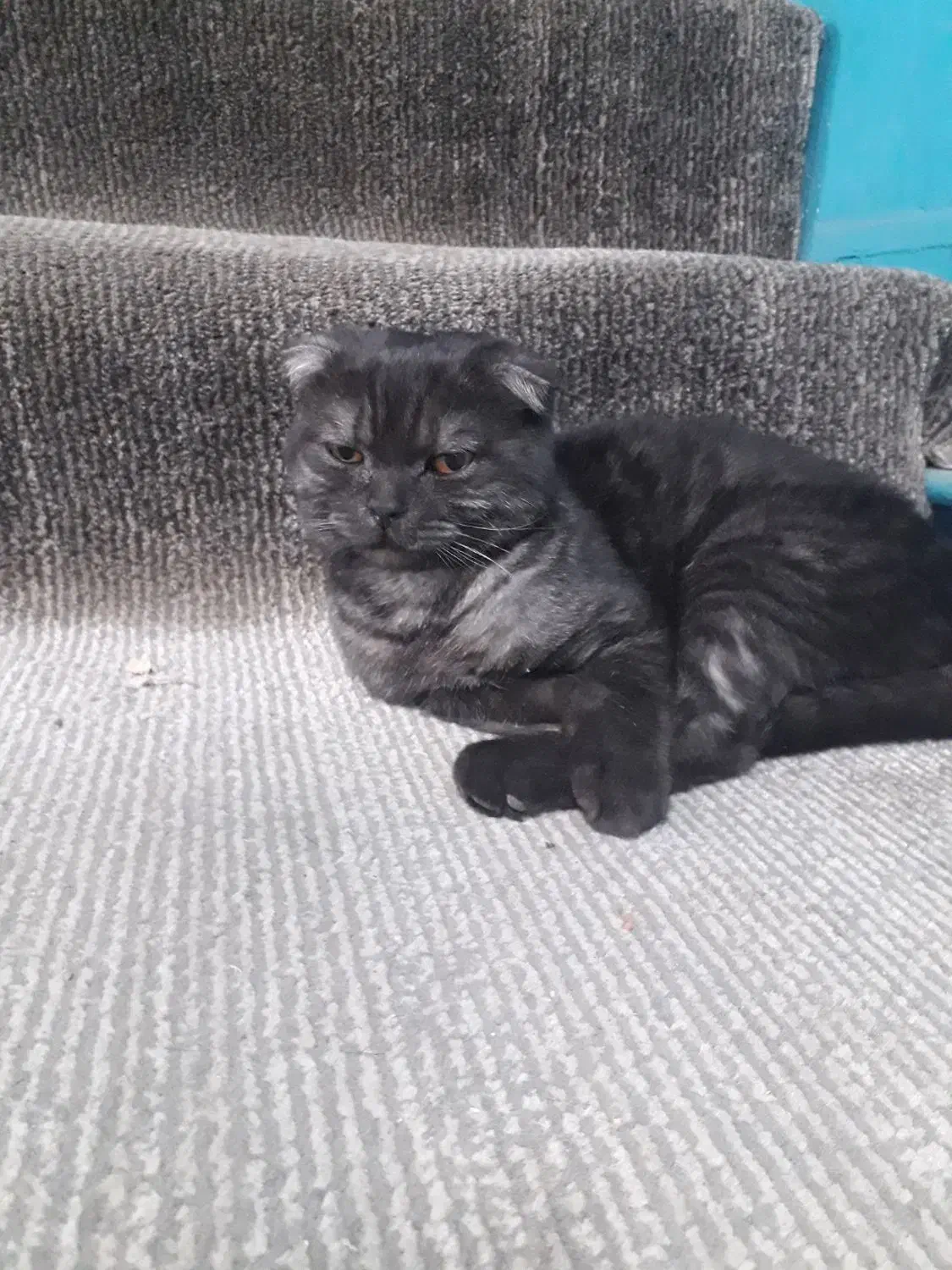 گربه خونگی و اصیل ایرانی|گربه|تاکستان, |دیوار