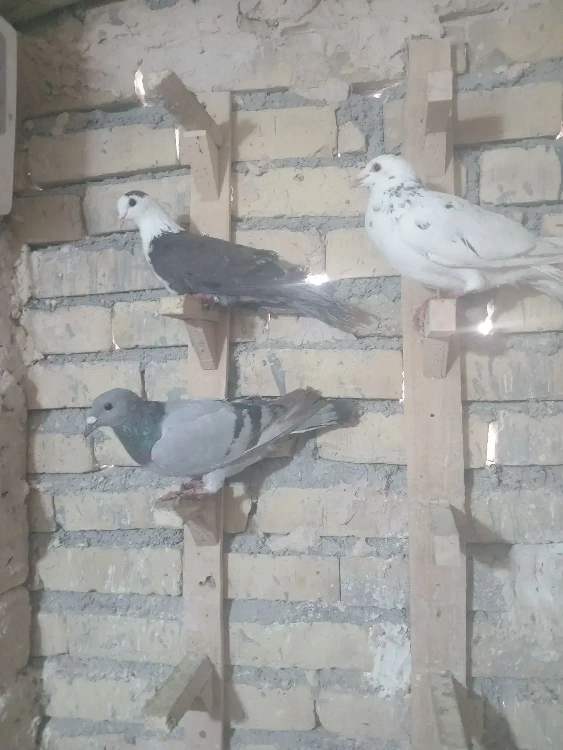 کبوتر پرشی|پرنده|تربت‌حیدریه, بالا ولایت|دیوار