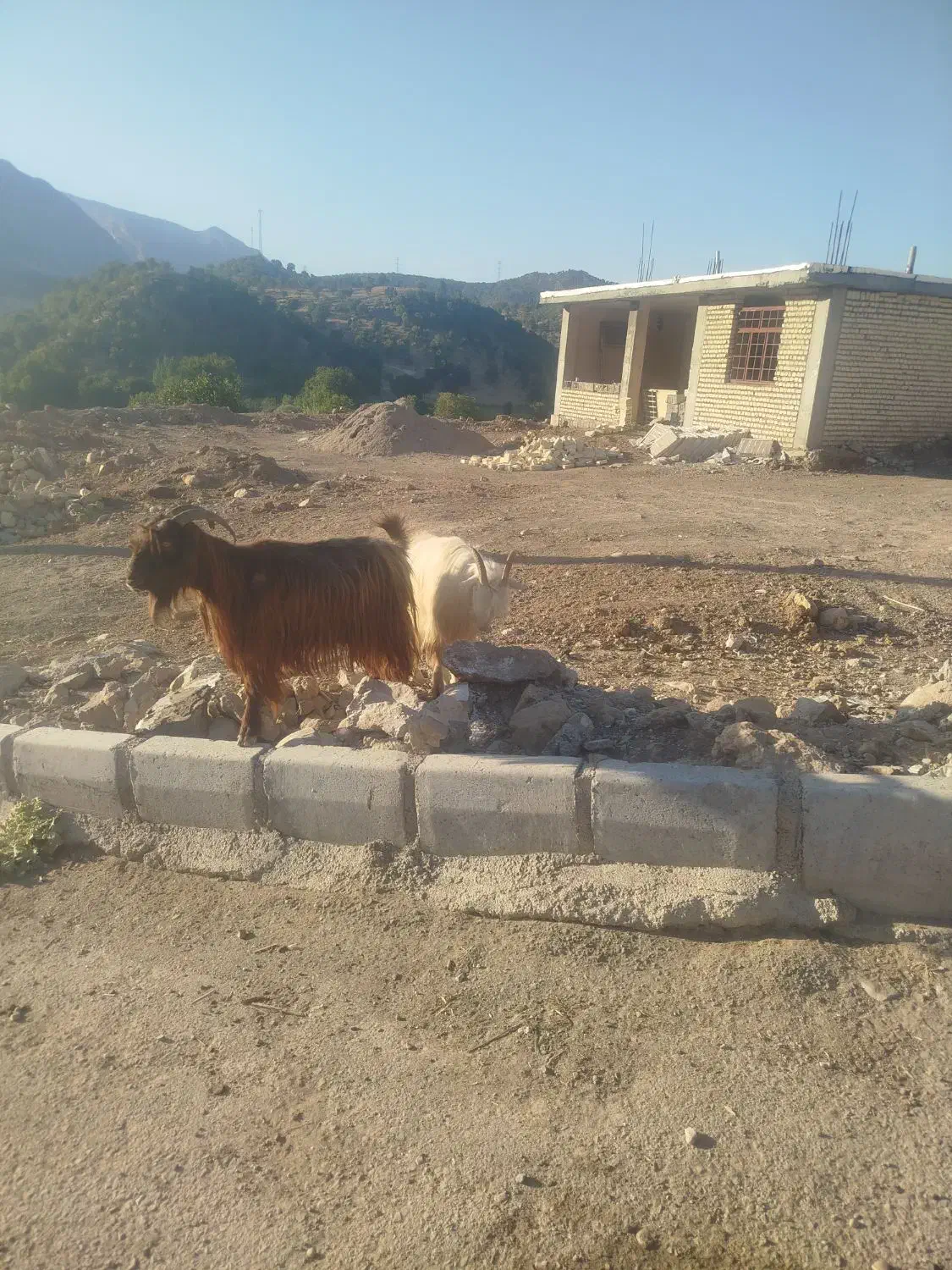 دو عدد بز گله داری به فروش میرسد|حیوانات مزرعه|بازفت, |دیوار