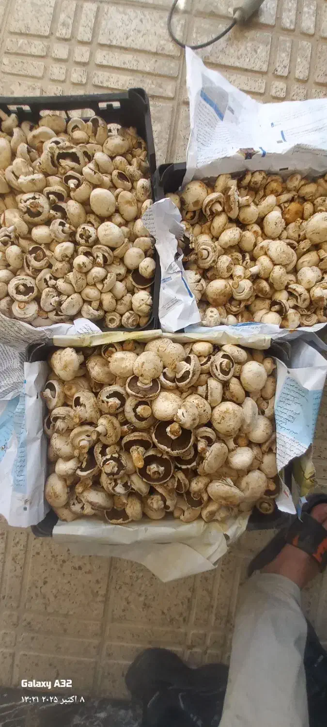 قارچ درجه دو و اسلایس قارچ|خوردنی و آشامیدنی|اصفهان, ابر|دیوار